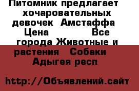 Питомник предлагает 2-хочаровательных девочек  Амстаффа › Цена ­ 25 000 - Все города Животные и растения » Собаки   . Адыгея респ.